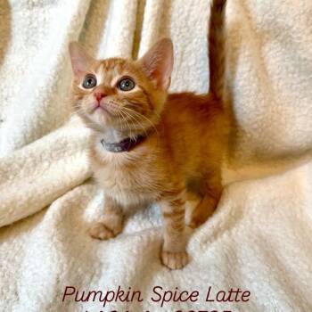 Rescue Domestic Short Hair Cats for Adoption in Hawthorne, California - Pumpkin Spice Latte | PetCurious