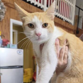 Peaches and Cream -  Domestic Short Hair Cat for Adoption in Hattiesburg, Mississippi - Peaches And Cream | PetCurious