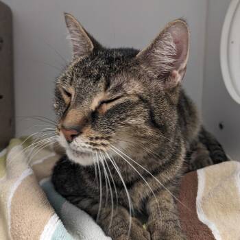 Domestic Short Hair Cats Available for Adoption in Philadelphia, Pennsylvania - Cuddles | PetCurious