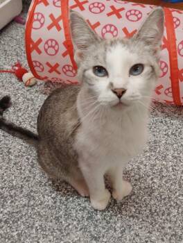Siamese Cats Available for Adoption in South Bend, Indiana - Adele * IN FOSTER * | PetCurious