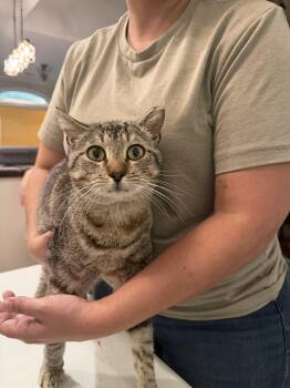 Domestic Short Hair Cats Available for Adoption in Camden, South Carolina - Prankster | PetCurious