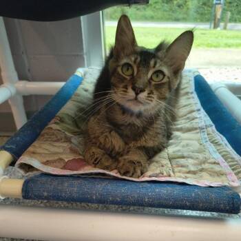 Carter -  Domestic Medium Hair Cat for Adoption in Knoxville, Tennessee - Carter | PetCurious