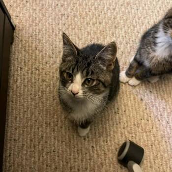 Marnie -  Domestic Short Hair Cat for Adoption in Medfield, Massachusetts - Marnie | PetCurious