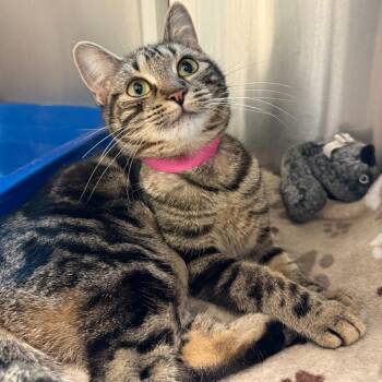 Domestic Short Hair Cats Available for Adoption - Pecan | PetCurious