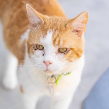 Asparagus -  Domestic Medium Hair Cat for Adoption in Lakewood, Colorado - Asparagus | PetCurious