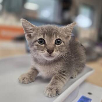 Ava -  Domestic Short Hair Cat for Adoption in Houston, Texas - Ava | PetCurious