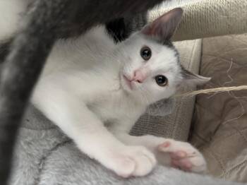 Rescue Turkish Van Cats for Adoption in Mission Viejo, California - Spot | PetCurious