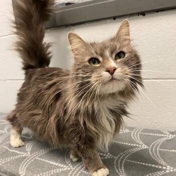 Domestic Long Hair Cats Available for Adoption in Dayton, Ohio - Miiku | PetCurious