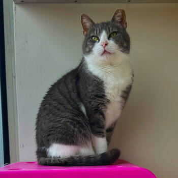 Rescue Domestic Short Hair Cats for Adoption in Port Washington, New York - Gracie | PetCurious