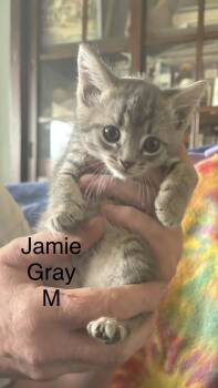 Domestic Short Hair Cats Available for Adoption in White Bluff, Tennessee - Jamie | PetCurious