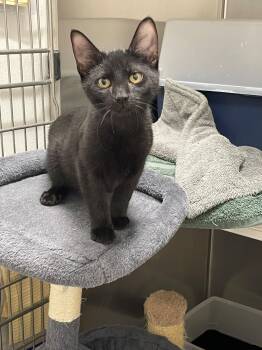 Norman Tag 964 -  Domestic Short Hair Cat for Adoption in Central Islip, New York - Norman Tag 964 | PetCurious
