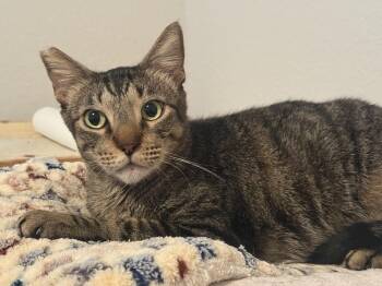 Buddy-Boy BL13200-T -  Domestic Short Hair Cat for Adoption in Missouri City, Texas - Buddy-Boy BL13200-T | PetCurious