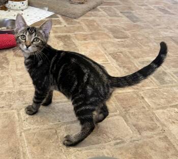 Domestic Short Hair Cats Available for Adoption in Spring, Texas - Twister  | PetCurious