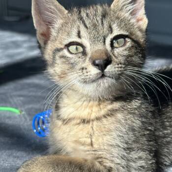 Tabby Cats Available for Adoption - Frosty | PetCurious