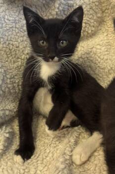 Blackberry -  Tuxedo and Domestic Short Hair Cat for Adoption in Walnut Creek, California - Blackberry | PetCurious