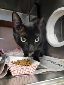 Domestic Short Hair Cats Available for Adoption in Largo, Florida - Donna | PetCurious