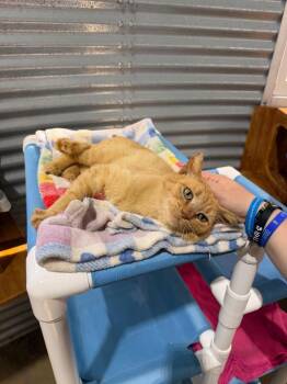 Jeremy - Silo -  Domestic Short Hair Cat for Adoption in Pierceton, Indiana - Jeremy - Silo | PetCurious