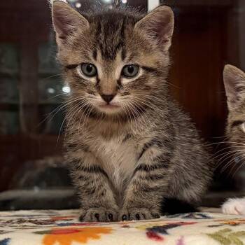 Bert -  Tabby Cat for Adoption in Decorah, Iowa - Bert | PetCurious