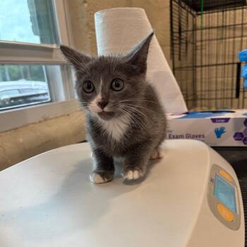 Malachi -  Domestic Short Hair Cat for Adoption in Huntington, West Virginia - Malachi | PetCurious