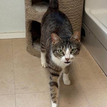 Domestic Short Hair Cats Available for Adoption in Greensboro, Georgia - Luna | PetCurious