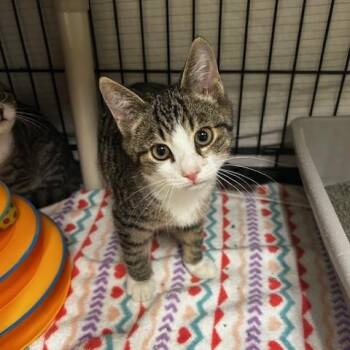 Rescue Domestic Short Hair Cats for Adoption in Cape May, New Jersey - Peanut | PetCurious
