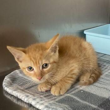 Matcha -  Domestic Short Hair Cat for Adoption in Columbus, Georgia - Matcha | PetCurious