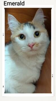 Emerald -  Domestic Long Hair Cat for Adoption in Caistor Centre, Ontario - Emerald | PetCurious