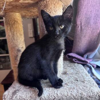 Neptune -  Domestic Short Hair Cat for Adoption in Santa Rosa, California - Neptune | PetCurious