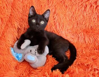 Pong -  Bombay Cat for Adoption in St. Augustine, Florida - Pong | PetCurious