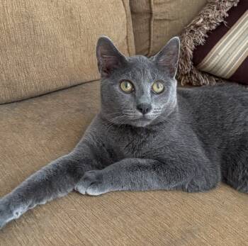 Rescue Domestic Short Hair Cats for Adoption in Glen Raven, North Carolina - PATTY-shy/need Cat Companion | PetCurious