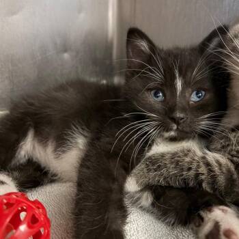 Wells -  Domestic Medium Hair Cat for Adoption in Charleston, West Virginia - Wells | PetCurious