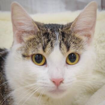 Tabby and Domestic Short Hair Cats Available for Adoption in Huntley, Illinois - Cupid | PetCurious