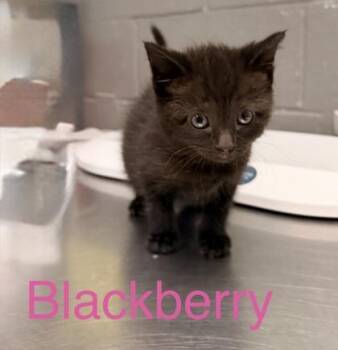 Blackberry -  Domestic Short Hair Cat for Adoption in Fort Worth, Texas - Blackberry | PetCurious
