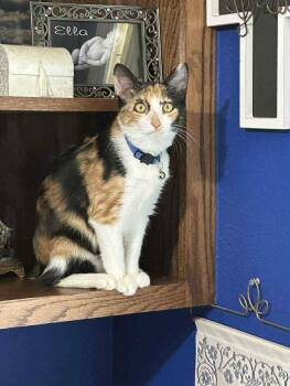 Rescue Domestic Short Hair Cats for Adoption in New Baltimore, Michigan - Dyna | PetCurious