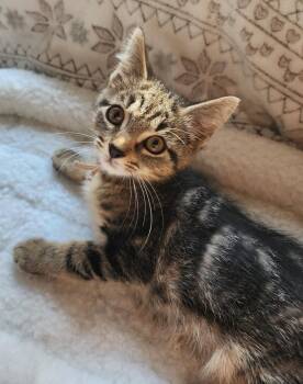 Fraser -  Tabby Cat for Adoption in Wayne, New Jersey - Fraser | PetCurious