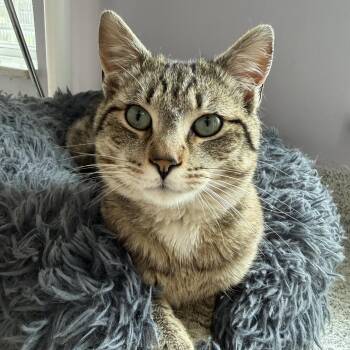 Domestic Short Hair Cats Available for Adoption in Cooperstown, New York - Gulliver | PetCurious