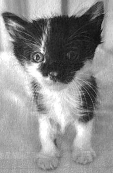 Shelby -  Domestic Short Hair Cat Available for Adoption - Shelby | PetCurious