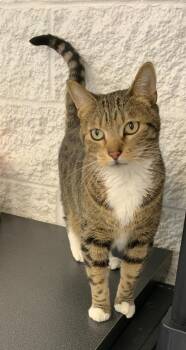 Domestic Short Hair Cats Available for Adoption in Saint Charles, Missouri - Boots | PetCurious