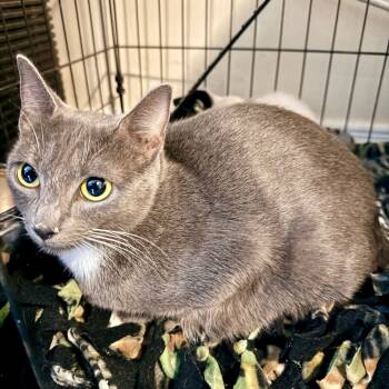 Rescue Domestic Short Hair Cats for Adoption in Tupelo, Mississippi - Ash | PetCurious