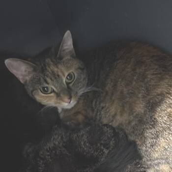 Painted Lady -  Domestic Short Hair Cat for Adoption in Dekalb, Illinois - Painted Lady | PetCurious
