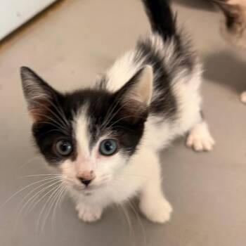 Phil -  Domestic Medium Hair Cat for Adoption in Fort Bragg, California - Phil | PetCurious