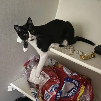 Bruce -  Domestic Medium Hair Cat for Adoption in West Palm Beach, Florida - Bruce | PetCurious