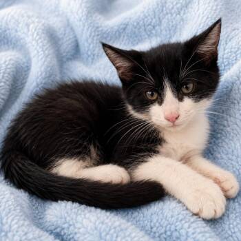 Cozmo -  Domestic Short Hair Cat for Adoption in Tucson, Arizona - Cozmo | PetCurious