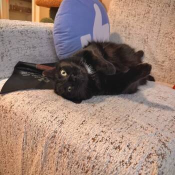 Rescue Domestic Short Hair Cats for Adoption - Carrie | PetCurious