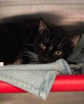 Paris -  Domestic Short Hair Cat for Adoption in Cincinnati, Ohio - Paris | PetCurious