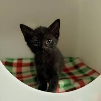 Eleanor -  Domestic Short Hair Cat for Adoption in Greensboro, North Carolina - Eleanor | PetCurious