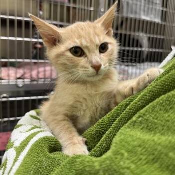Sopa -  Domestic Short Hair Cat for Adoption in Richmond, Virginia - Sopa | PetCurious
