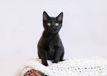 Rescue Domestic Short Hair Cats for Adoption in Birmingham, Alabama - Silas | PetCurious