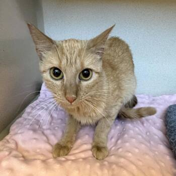 Mochi -  Domestic Medium Hair Cat for Adoption in Rifle, Colorado - Mochi | PetCurious