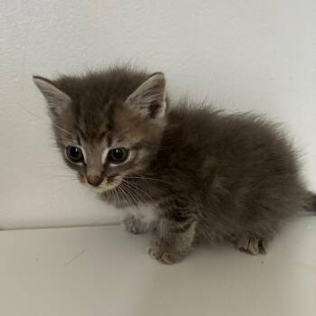 Domestic Short Hair Cats Available for Adoption - Tulip In Manchester, MD | PetCurious